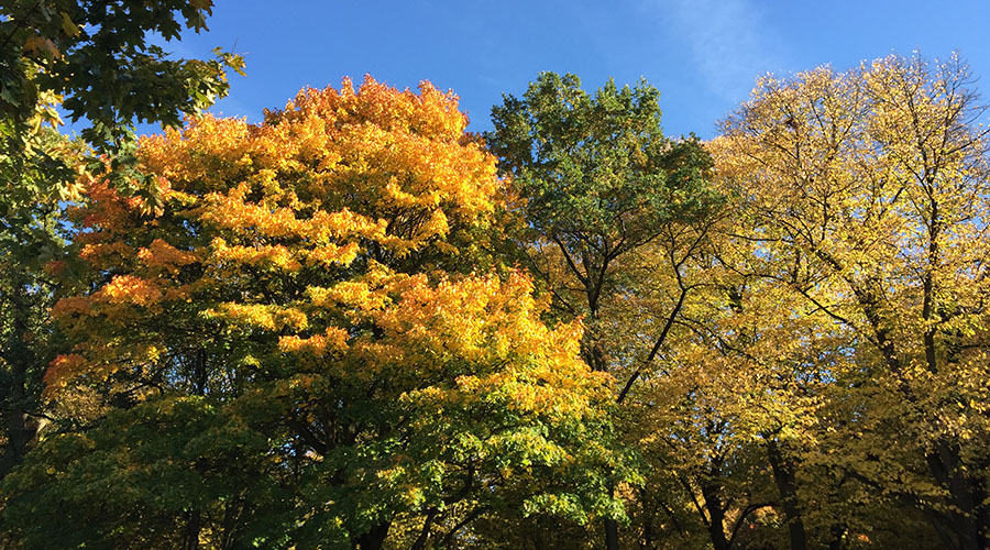 Bäume mit bunten Blättern im Hamburger Herbst